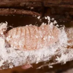 thumbnail for publication: Tuttle Mealybug Brevennia rehi (Lindinger) (Insecta: Hemiptera: Pseudococcidae)